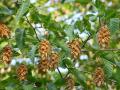 Ostrya carpinifolia - habrovec habrolistý - větev - 12.8.2004 - Lednice (BV) - zámecký park