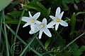 Chionodoxa luciliae var. alba - ladonička - celá rostlina - 29.3.2008 - Lanžhot (BV) - soukromá zahrada