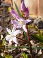 Chionodoxa luciliae - ladonička - celá rostlina - 2.4.2005 - Lanžhot (BV) - soukromá zahrada