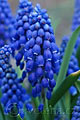 Muscari armeniacum - modřenec arménský - květ - 12.4.2008 - Lanžhot (BV) - soukromá zahrada