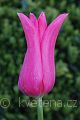 Tulipa 'Jacqueline' tulipán 'Jacqueline'