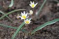 Tulipa biflora - tulipán - celá rostlina - 25.3.2007 - Lanžhot (BV) - soukromá zahrada