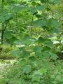 Liriodendron tulipifera - liliovník tulipánokvětý - větev - 5.7.2003 - Průhonice (PZ) - zámecký park