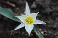 Tulipa biflora tulipán