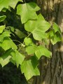 Liriodendron tulipifera - liliovník tulipánokvětý - větev - 1.8.2003 - Lednice (BV) - zámecký park