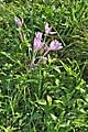 Colchicum autumnale - ocún jesenní - lokalita - 28.9.2011 - Tvarožná Lhota (HO) - NPR Čertoryje