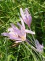 Colchicum autumnale - ocún jesenní - celá rostlina - 23.9.2006 - Lanžhot (BV) - Louka u zámečku Lány