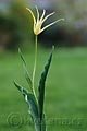 Tulipa acuminata - tulipán hrotnatý - celá rostlina - 20.4.2008 - Lanžhot (BV) - soukromá zahrada