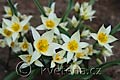 Tulipa turkestanica - tulipán turkestánský - celá rostlina - 29.3.2008 - Lanžhot (BV) - soukromá zahrada