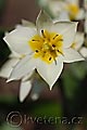 Tulipa turkestanica - tulipán turkestánský - květ - 30.3.2008 - Lanžhot (BV) - soukromá zahrada