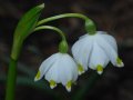 Leucojum vernum bledule jarní