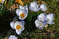 Crocus chrysanthus Blue Pearl - šafrán Blue Pearl - celá rostlina - 8.3.2008 - Lanžhot (BV) - soukromá zahrada