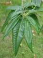 Castanea sativa - kaštanovník jedlý - větev - 5.7.2004 - Hluboká nad Vltavou (CB) - zámecký park