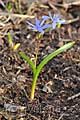 Scilla drunensis - ladoňka rakouská - celá rostlina - 18.3.2012 - Lanžhot (BV) - Okraj lesa u louky Březová