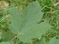 Acer pseudoplatanus 'Atropurpureum' javor horský 'Atropurpureum'
