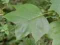 Liriodendron tulipifera liliovník tulipánokvětý