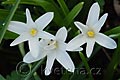 Chionodoxa luciliae var. alba - ladonička - květ - 29.3.2008 - Lanžhot (BV) - soukromá zahrada