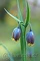 Fritillaria uva-vulpis - řebčík - celá rostlina - 7.4.2007 - Lanžhot (BV) - soukromá zahrada