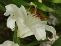 Lilium Casa Blanca - lilie Casa Blanca - květ - 30.7.2006 - Lanžhot (BV) - soukromá zahrada