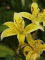 Lilium Yellow Electric - lilie Yellow Electric - květ - 2.7.2006 - Lanžhot (BV) - soukromá zahrada