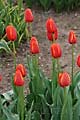 Tulipa Worlds Favorite - tulipán Worlds Favorite - celá rostlina - 24.4.2010 - Praha (PH) - Botanická zahrada Praha Trója