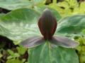 Trillium cuneatum - trojčet - květ - 1.5.2006 - Lanžhot (BV) - soukromá zahrada