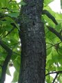 Catalpa bignonioides - katalpa trubačovitá - kmen - 6.9.2003 - Lednice (BV) - zámecký park