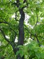 Catalpa bignonioides - katalpa trubačovitá - kmen - 6.9.2003 - Lednice (BV) - zámecký park