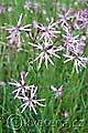 Lychnis flos-cuculi - kohoutek luční - celá rostlina - 19.5.2007 - Lanžhot (BV) - Louka u šutrovny Křenová