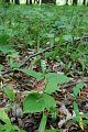 Maianthemum bifolium - pstroček dvoulistý - lokalita - 8.5.2007 - Lanžhot (BV) - Obora - Soutok