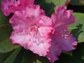 Rhododendron 'Germania' pěnišník 'Germania'