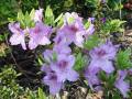 Rhododendron obtusum Ledikanense - pěnišník Ledikanense - celá rostlina - 8.5.2006 - Lanžhot (BV) - soukromá zahrada