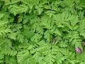 Dicentra eximia - srdcovka drobnokvětá - list - 6.6.2004 - Lanžhot (BV) - soukromá zahrada