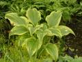 Hosta montana var. aureomarginata - bohyška - celá rostlina - 14.5.2006 - Lanžhot (BV) - soukromá zahrada