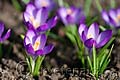 Crocus tommasinianus Ruby Giant - šafrán Tommasiniho Ruby Giant - celá rostlina - 8.3.2008 - Lanžhot (BV) - soukromá zahrada