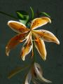 Lilium 'Orange Electric' lilie 'Orange Electric'