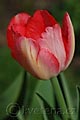 Tulipa Judith Leyster - tulipán Judith Leyster - květ - 13.4.2007 - Lanžhot (BV) - soukromá zahrada