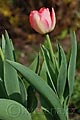 Tulipa Judith Leyster - tulipán Judith Leyster - celá rostlina - 13.4.2007 - Lanžhot (BV) - soukromá zahrada