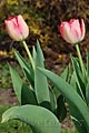 Tulipa Judith Leyster - tulipán Judith Leyster - celá rostlina - 13.4.2007 - Lanžhot (BV) - soukromá zahrada