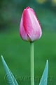 Tulipa Judith Leyster - tulipán Judith Leyster - květ - 16.4.2007 - Lanžhot (BV) - soukromá zahrada