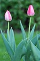 Tulipa Judith Leyster - tulipán Judith Leyster - celá rostlina - 16.4.2007 - Lanžhot (BV) - soukromá zahrada