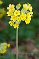 Primula veris - prvosenka jarní - květ - 1.5.2008 - Tvarožná Lhota (HO) - NPR Čertoryje